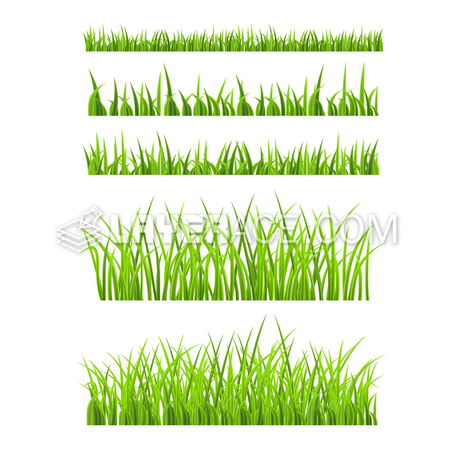 Vector Detailed Grass