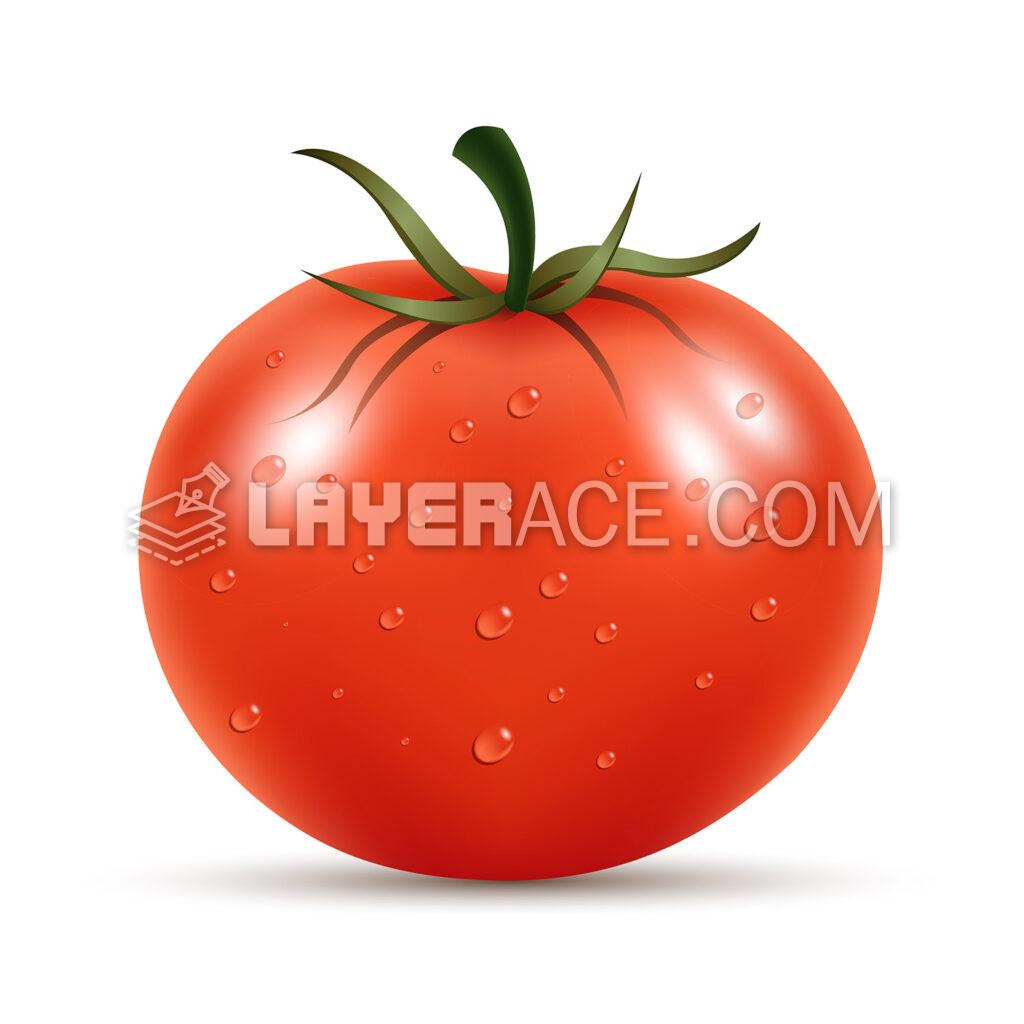 Free Vector Tomato